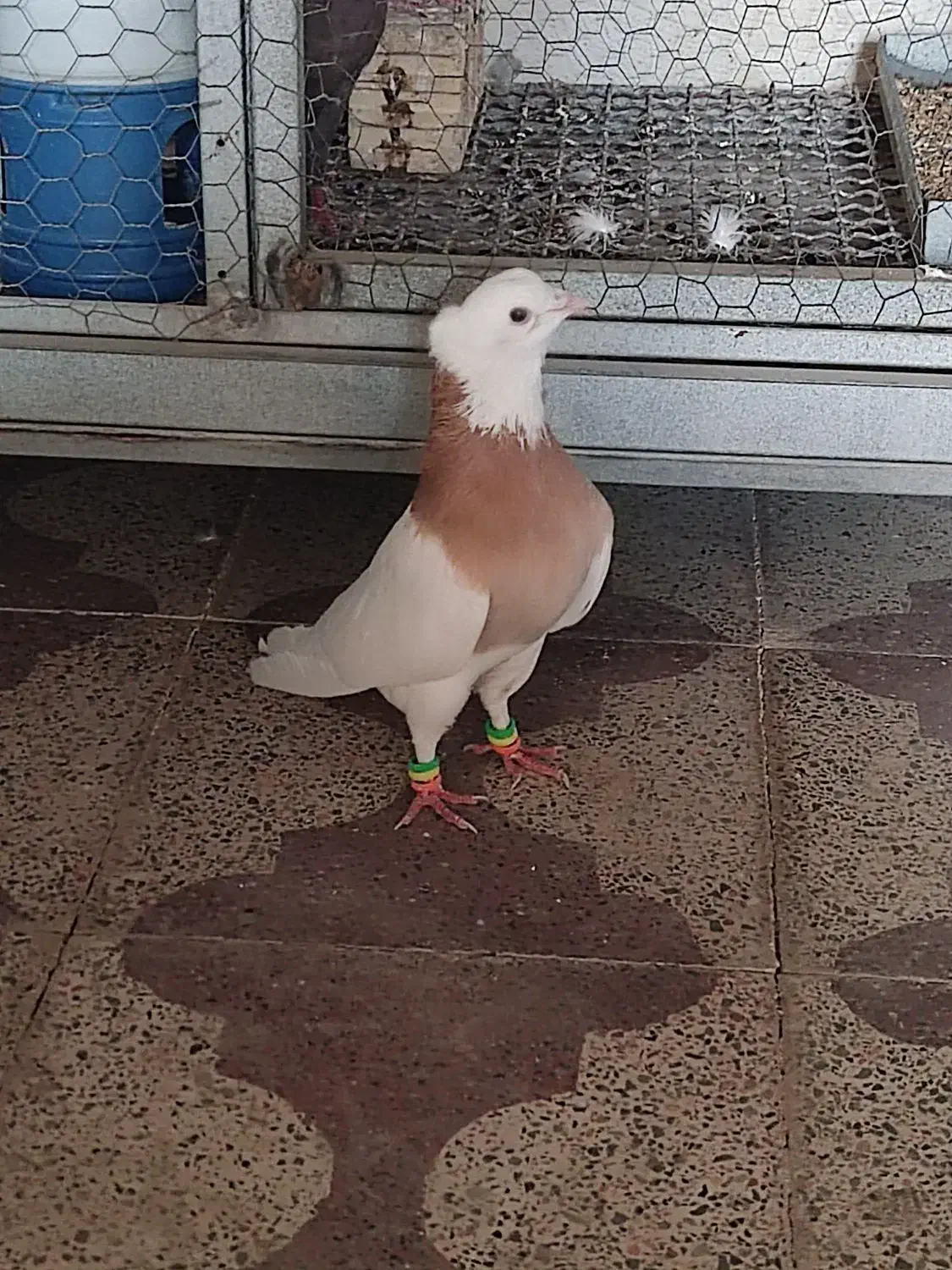 کبوتر طوقی|پرنده|برازجان, |دیوار