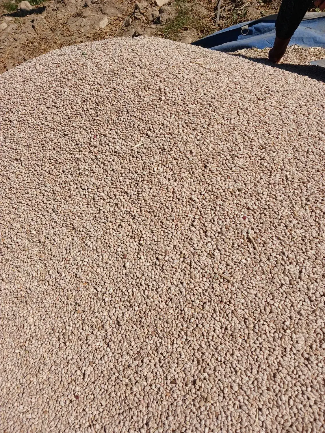 لوبیا چیتی|عمده‌فروشی|معمولان, |دیوار