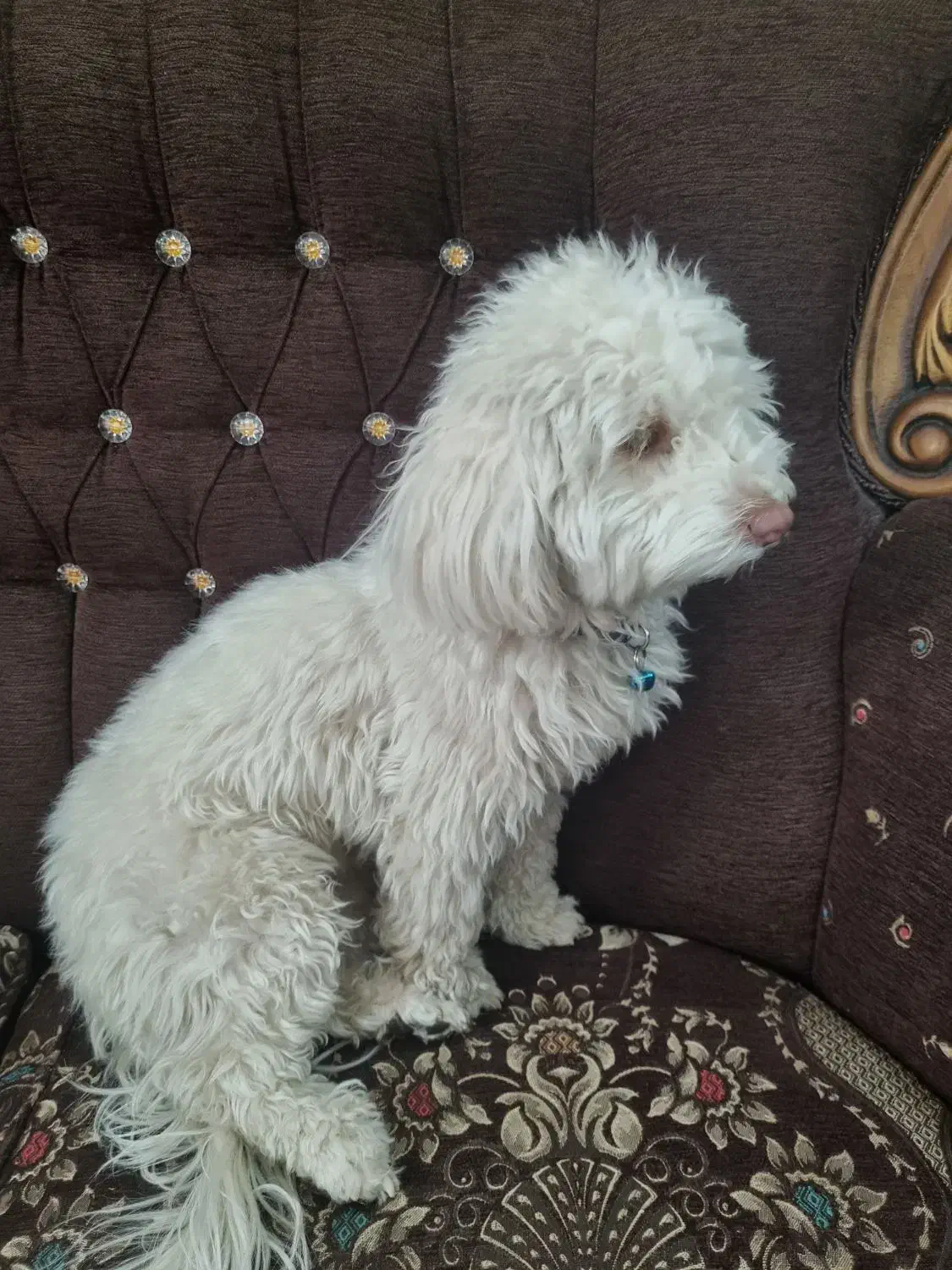 سگ آپارتمانی|سگ|اصفهان, صدف|دیوار