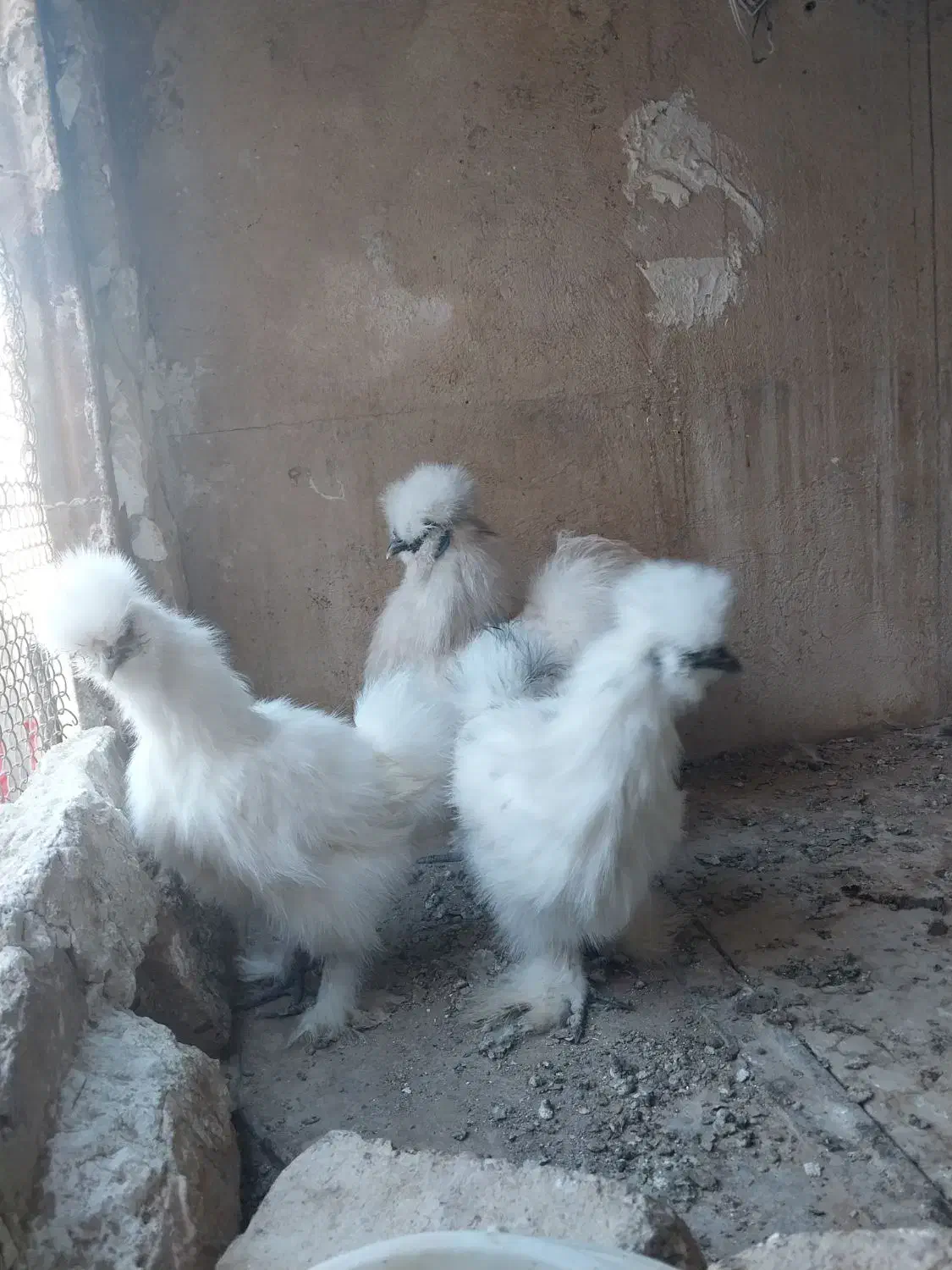 تخم نطفه دار ابریشمی|حیوانات مزرعه|ورامین, ورامین|دیوار