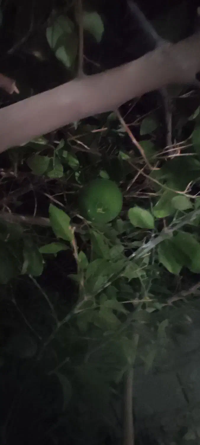 منزل اجاره ایی خیابان عبدالهی انتهای کوچه حسین زهی|اجارهٔ خانه و ویلا|سراوان, |دیوار