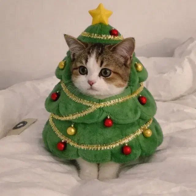 09100034098|سیمکارت|مشهد, انقلاب|دیوار