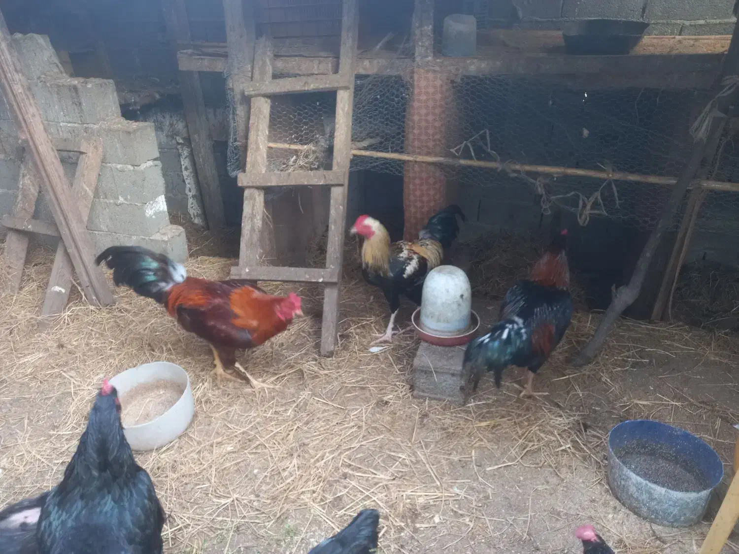 فروش خروس چاق وچله|حیوانات مزرعه|قائم‌شهر, |دیوار