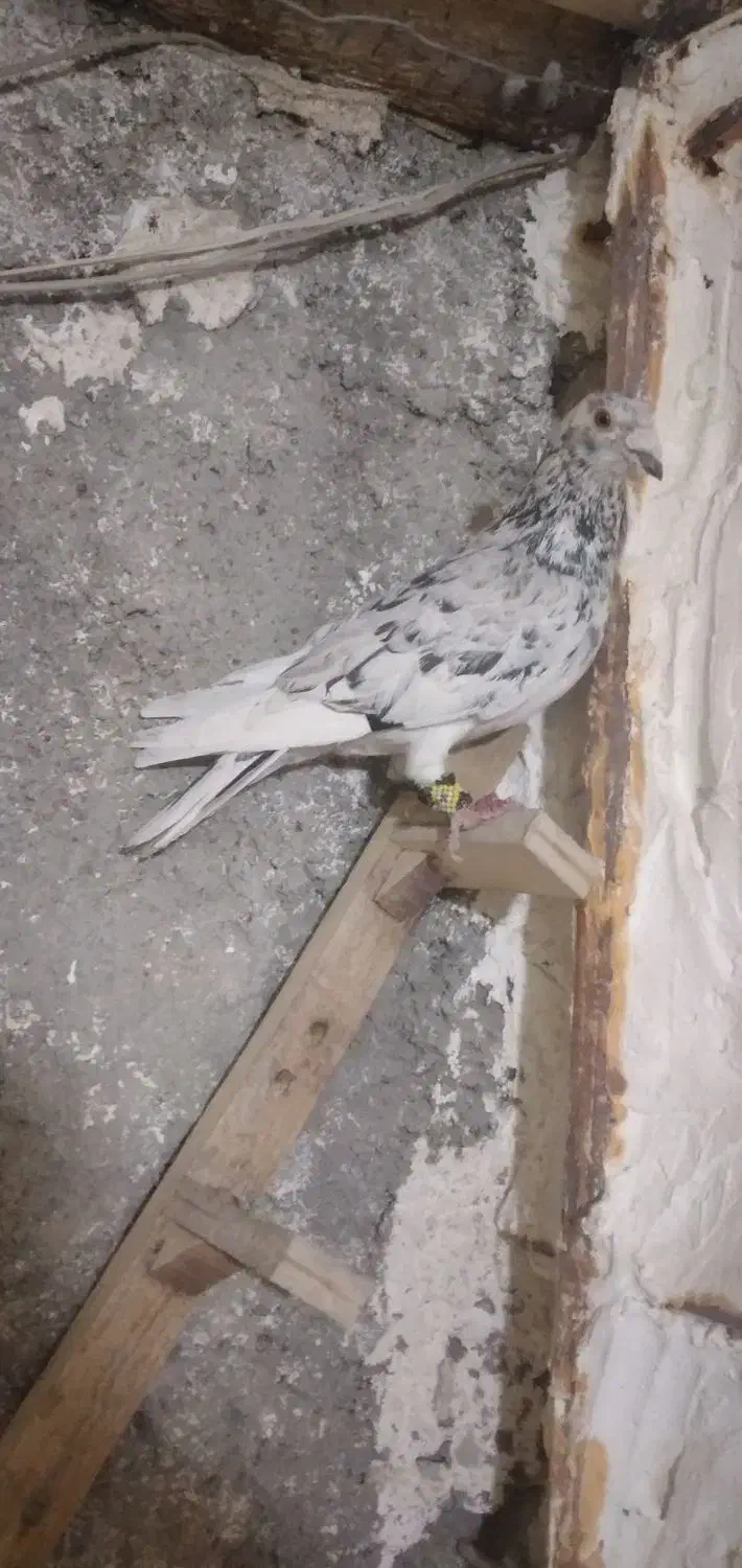 سار سرور رنجر|پرنده|شاندیز, |دیوار