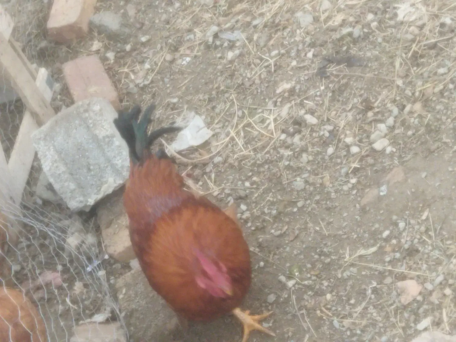 خروس محلی|حیوانات مزرعه|نوشین شهر, |دیوار