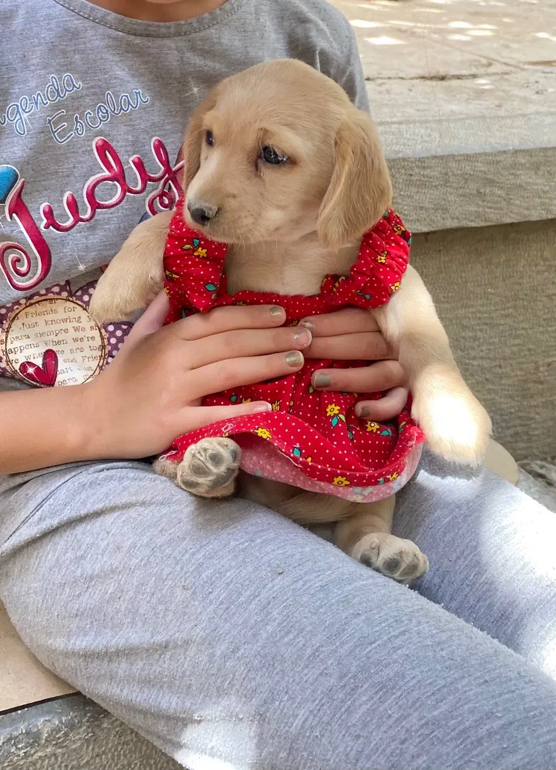 توله سگ ۳ ماهه|سگ|اصفهان, لنبان|دیوار