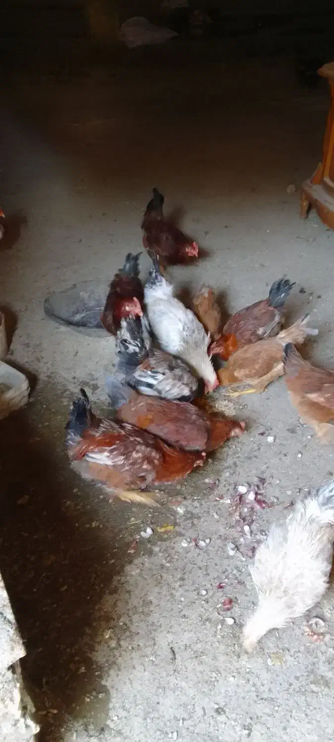 خروس محلی جوان|حیوانات مزرعه|شیروان (لرستان), |دیوار