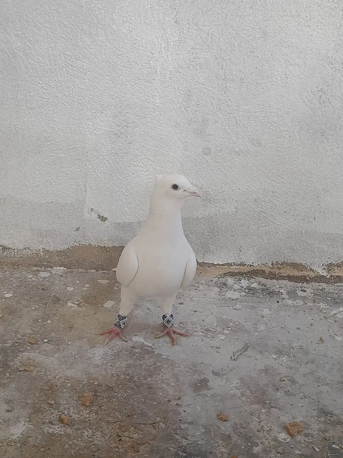 کبوتر|پرنده|خرامه, |دیوار