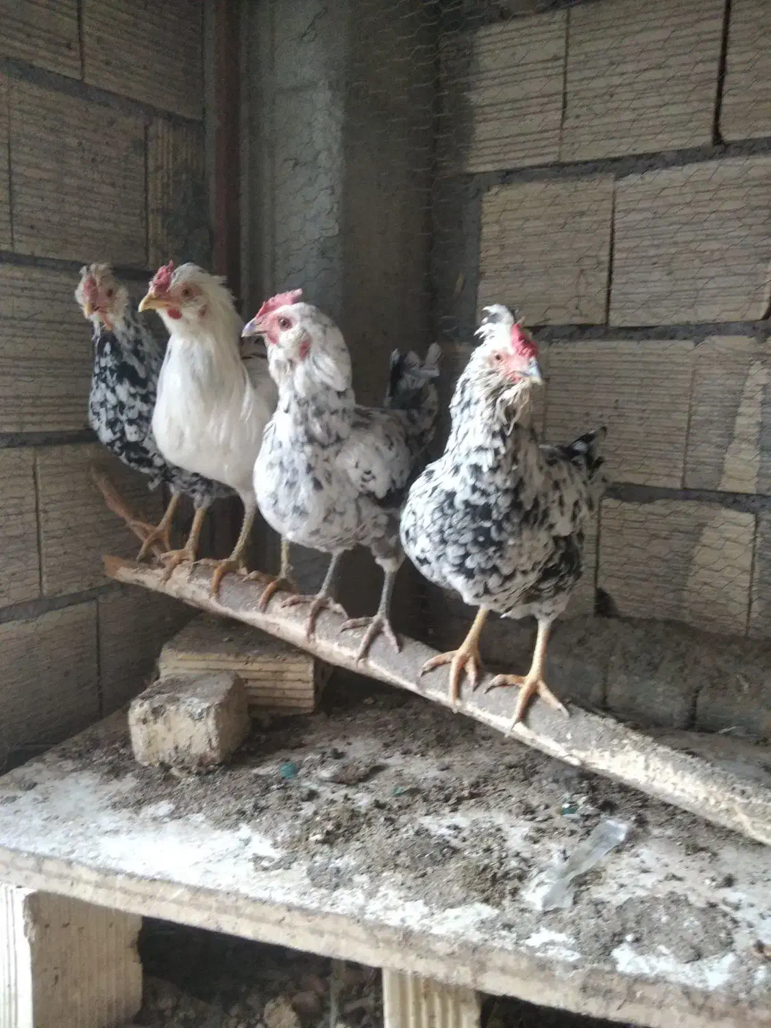 مرغ و خروس گلین طوسی چهل تاج ریش کاکل فول|حیوانات مزرعه|اصفهان, بهارستان|دیوار