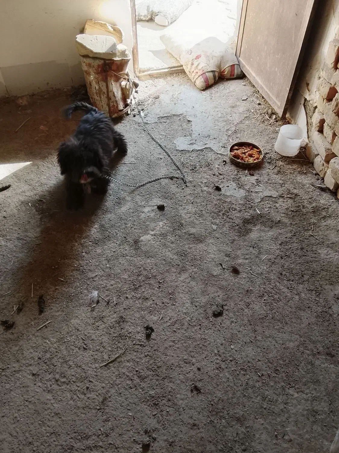 سگ پاپی|سگ|گلپایگان, |دیوار