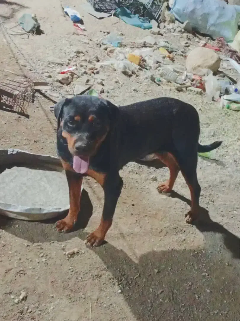 این سگ دوزیدن هرکسی که دوزرامعرفی کند|حیوانات|بند زرک, |دیوار