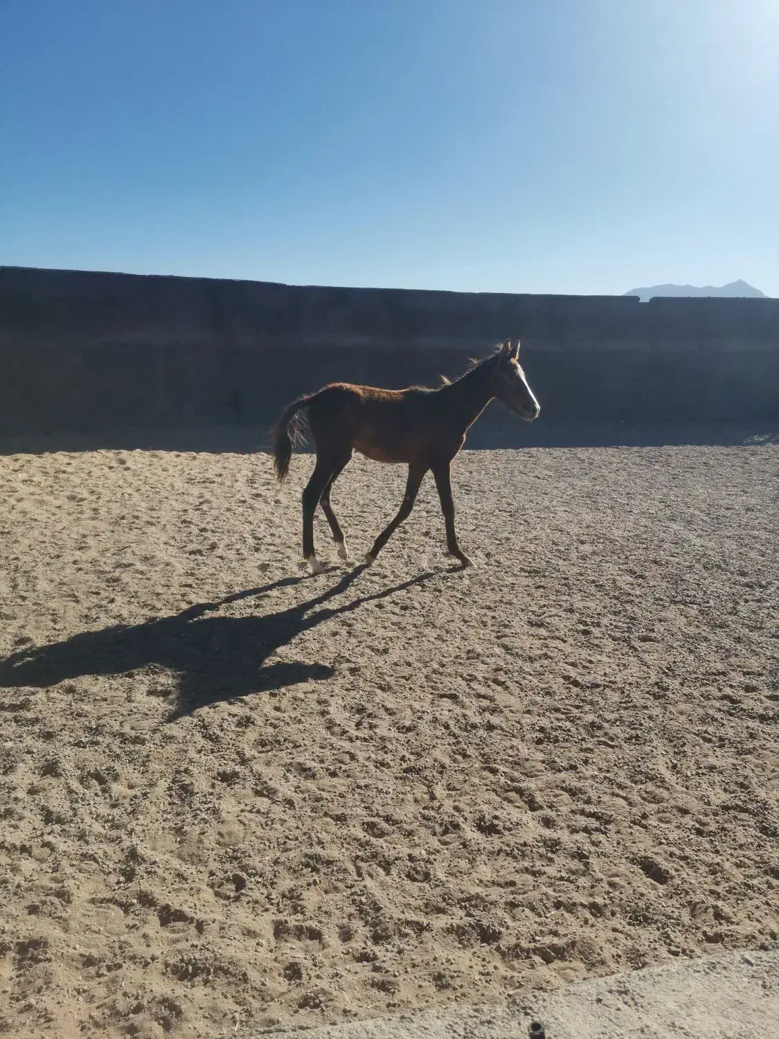 کره نریون فروشی|اسب و تجهیزات اسب‌سواری|بجستان, |دیوار