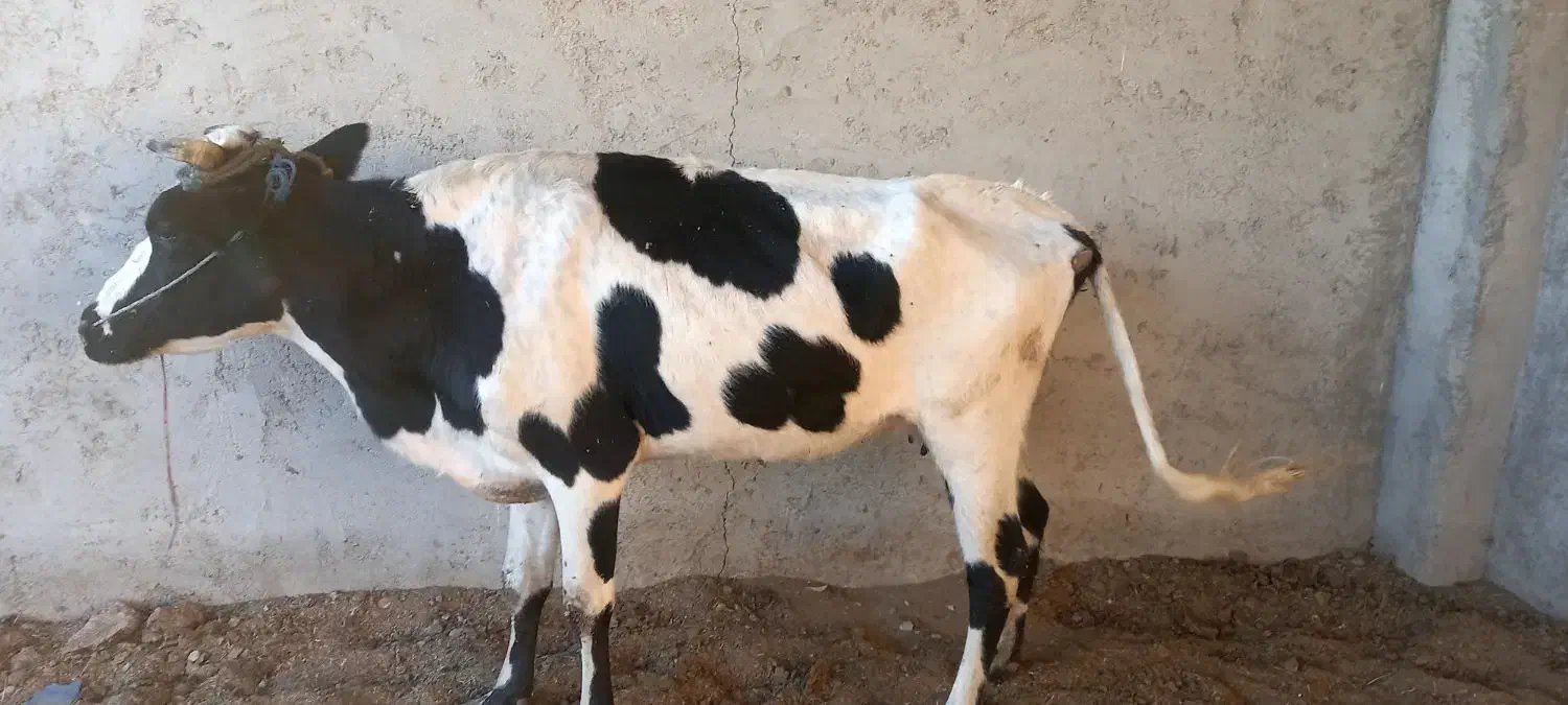 فروش گاو هلشتاین همراه گوساله|حیوانات مزرعه|سراوان, |دیوار