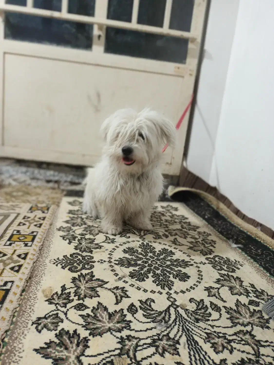 فوروش سگ شیتزو|سگ|شاهین‌شهر, گزبرخوار|دیوار