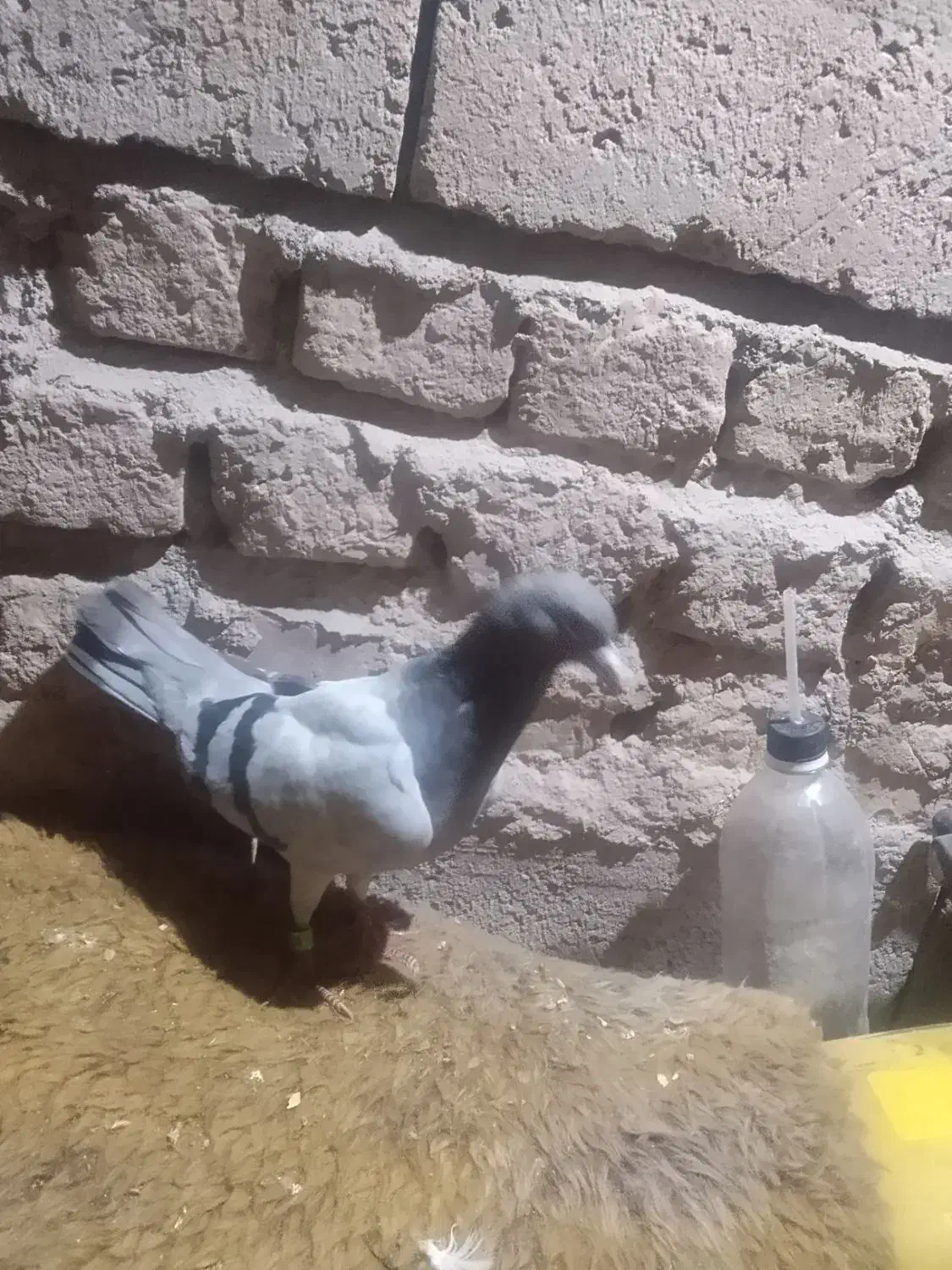 کفتر|پرنده|فهرج, |دیوار