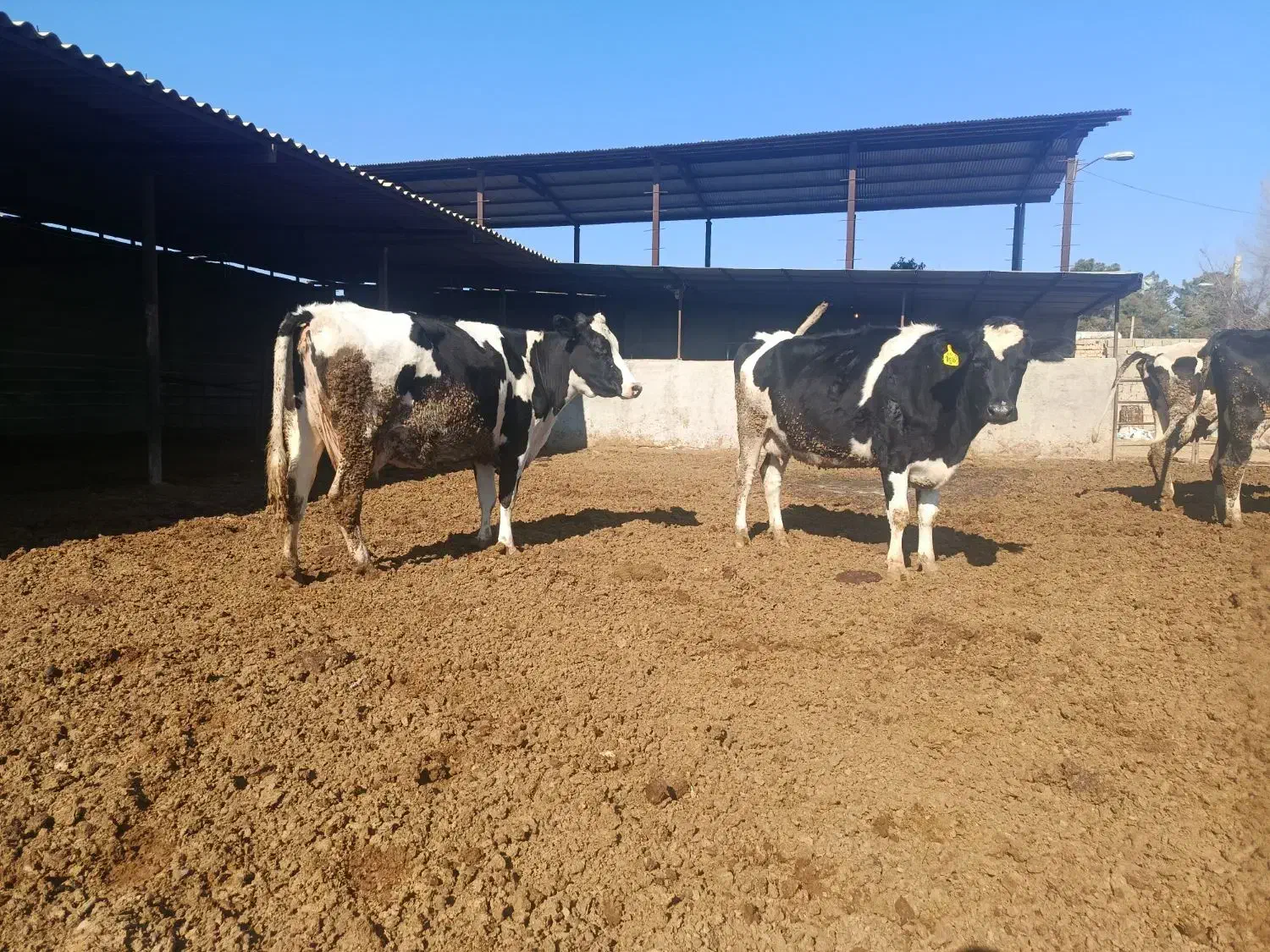 گاو شیری و آبستن|حیوانات مزرعه|مرودشت, شهرک بسیجیان|دیوار