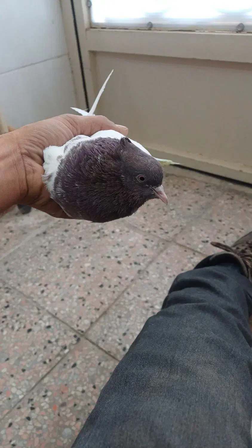 ماده کله سرخ|پرنده|فردوس (خراسان), |دیوار