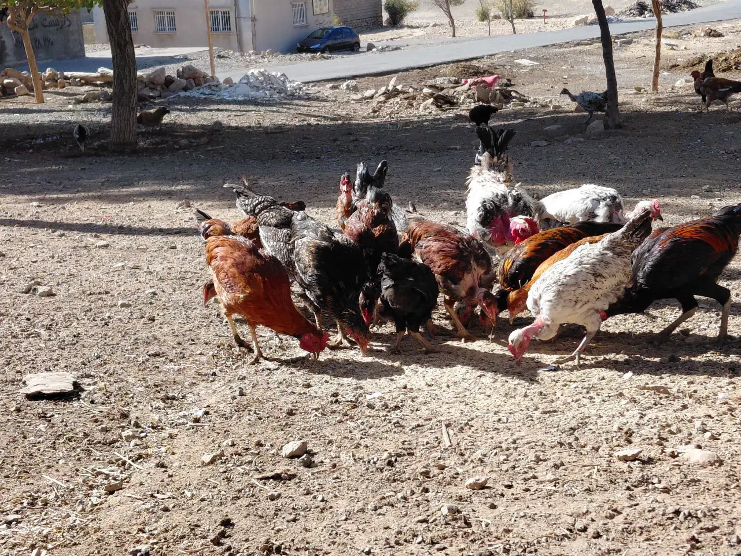 جوجه مرغ و خروس|حیوانات مزرعه|کرمانشاه, |دیوار