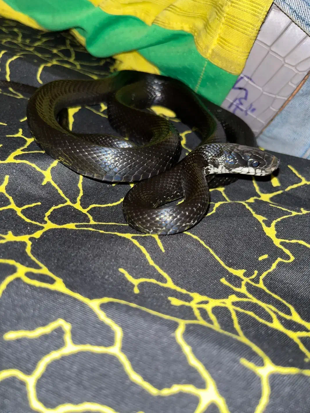 اکواریوم خزنده|خزنده|تهران, پونک|دیوار