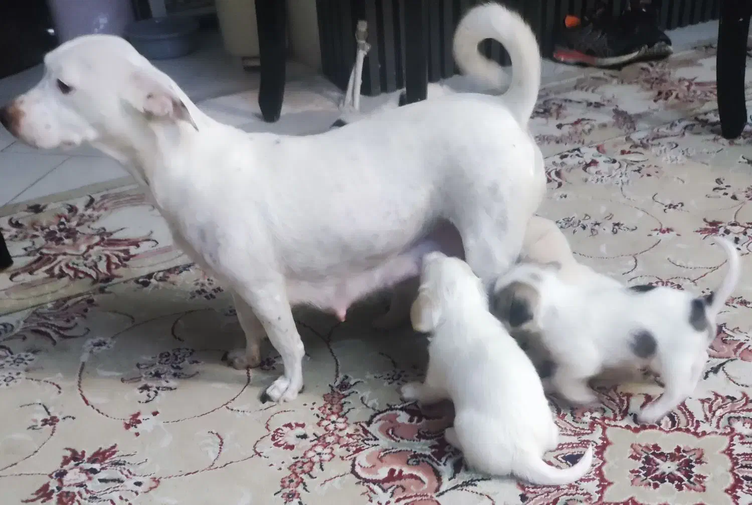 توله های زیبای جک راسل|سگ|گلبهار, شهر جدید گلبهار|دیوار