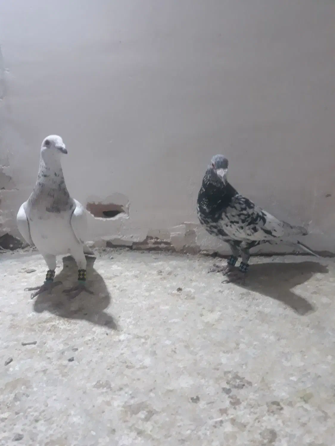 کفتر پرشی|پرنده|اسفراین, |دیوار