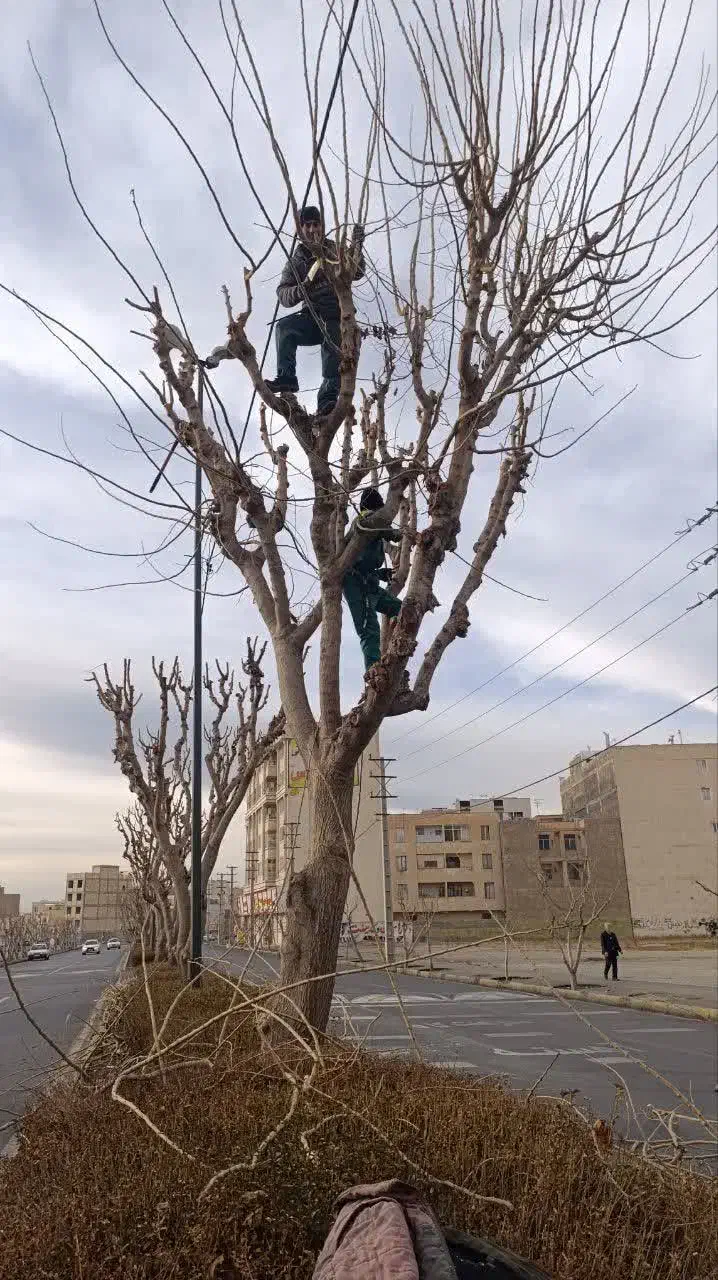 خدمات باغبانی گل کاری هرس درخت|خدمات باغبانی و درختکاری|فردیس, فردیس|دیوار