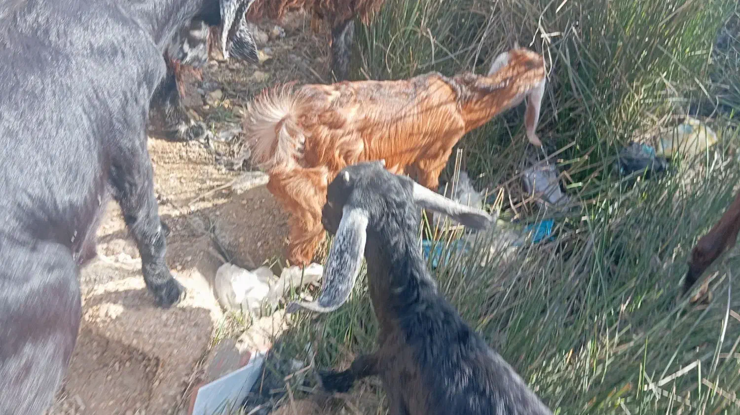 هر دو ماده|حراج|شادگان, |دیوار