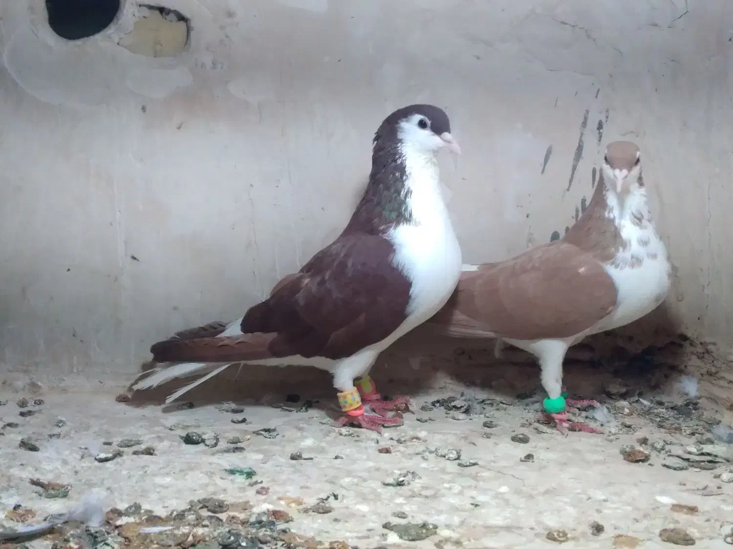 کفتر ساده زرد و سرخ|پرنده|بالا ولایت, |دیوار