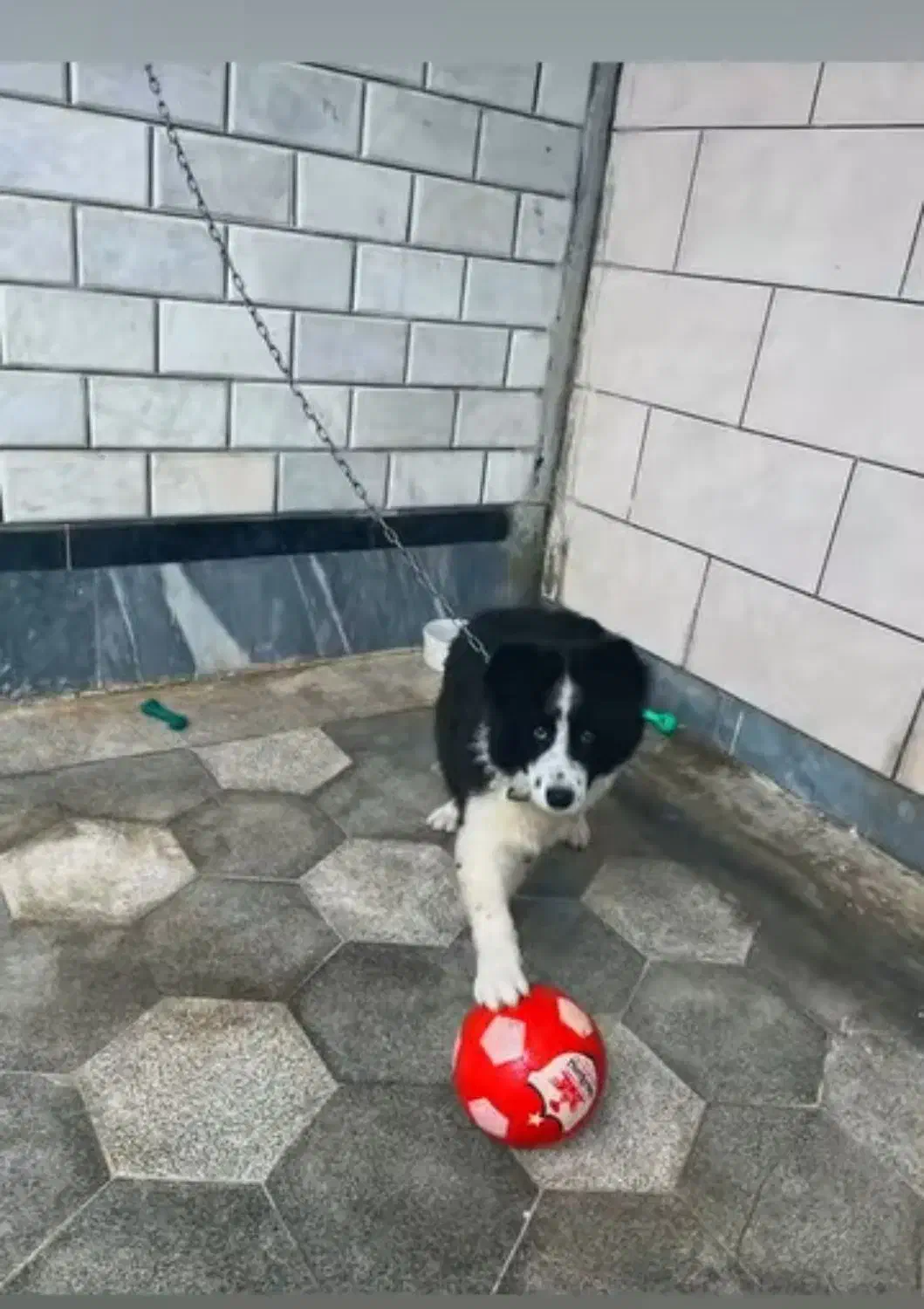 سگ نژاد کالی همان سگ انگلیسی|سگ|علیآباد کتول, |دیوار