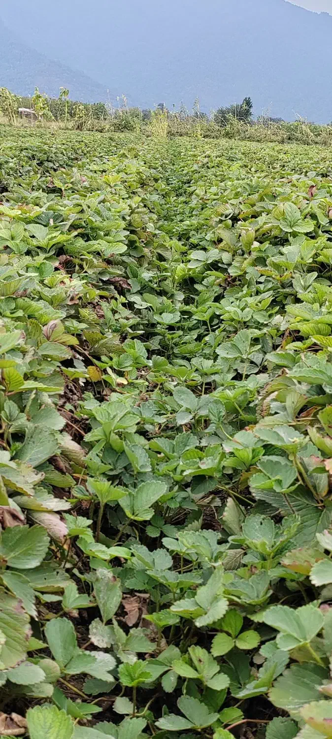 نهال کاماروس و سابرینا|خدمات باغبانی و درختکاری|بهشهر, |دیوار