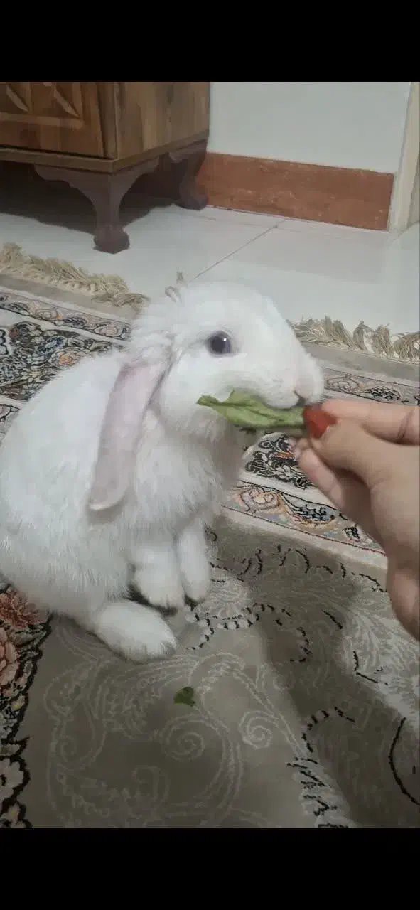 خرگوش ۶ ماهه|موش و خرگوش|نسیمشهر, |دیوار