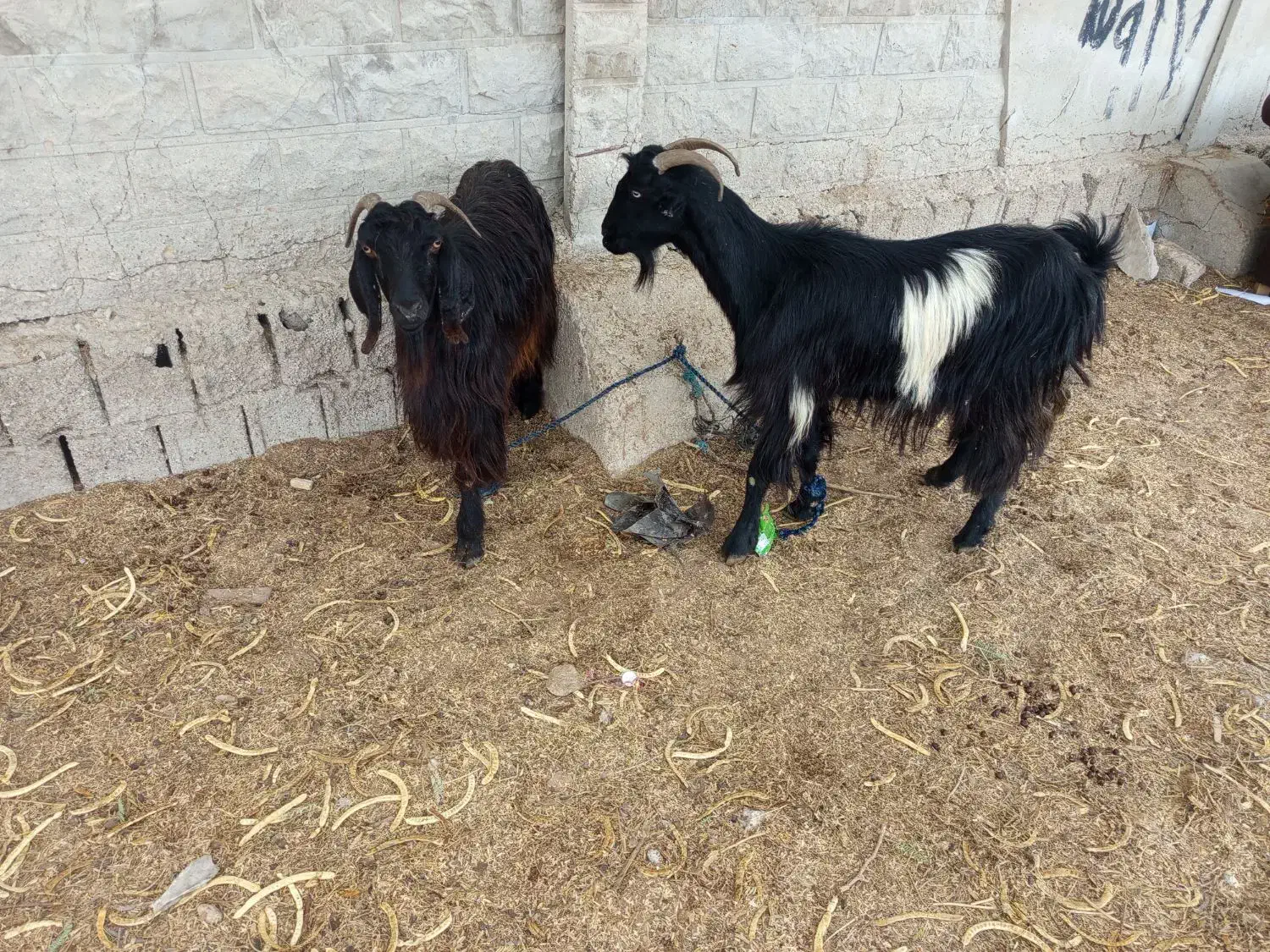 دوعددبزبفروش.میرسد|حیوانات مزرعه|برازجان, |دیوار