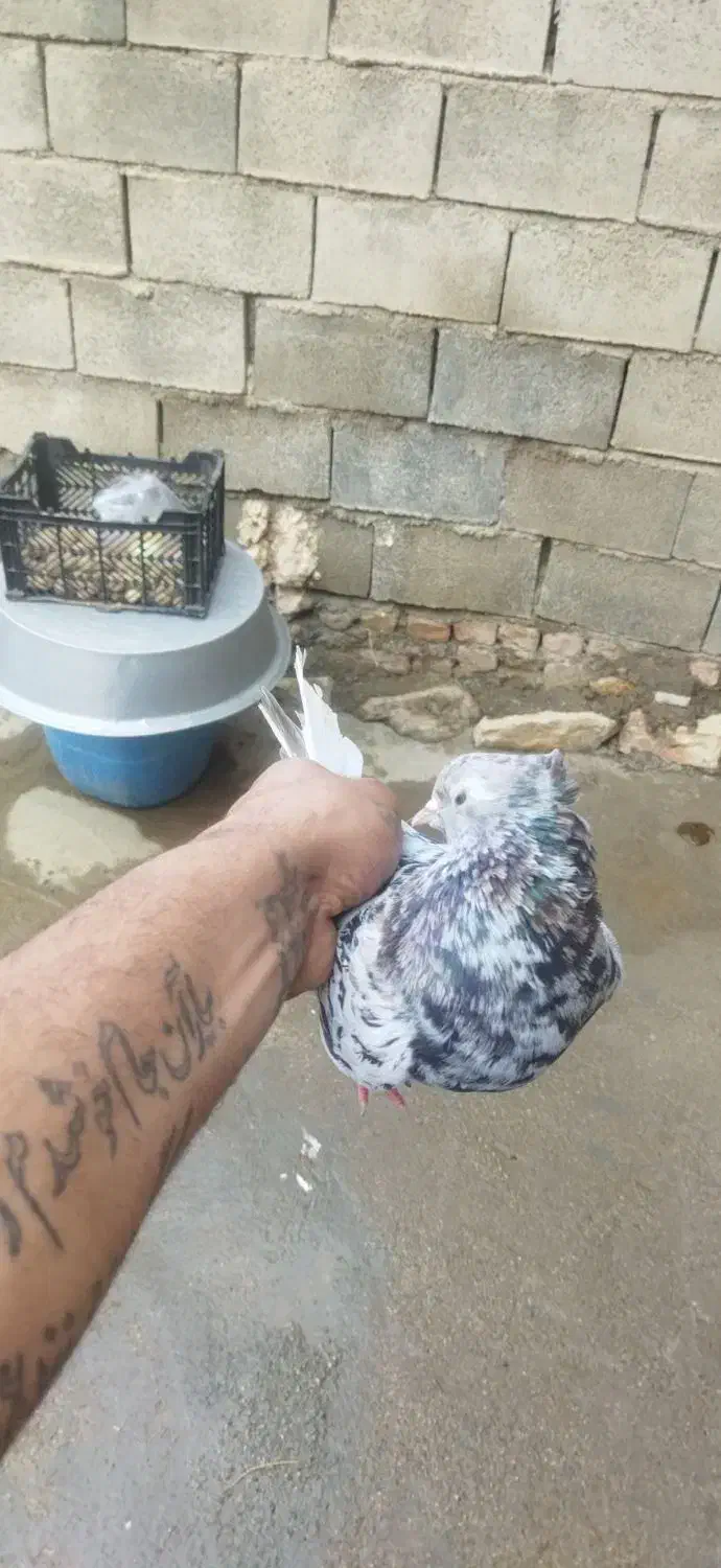 فروشی|پرنده|اسدآباد, |دیوار