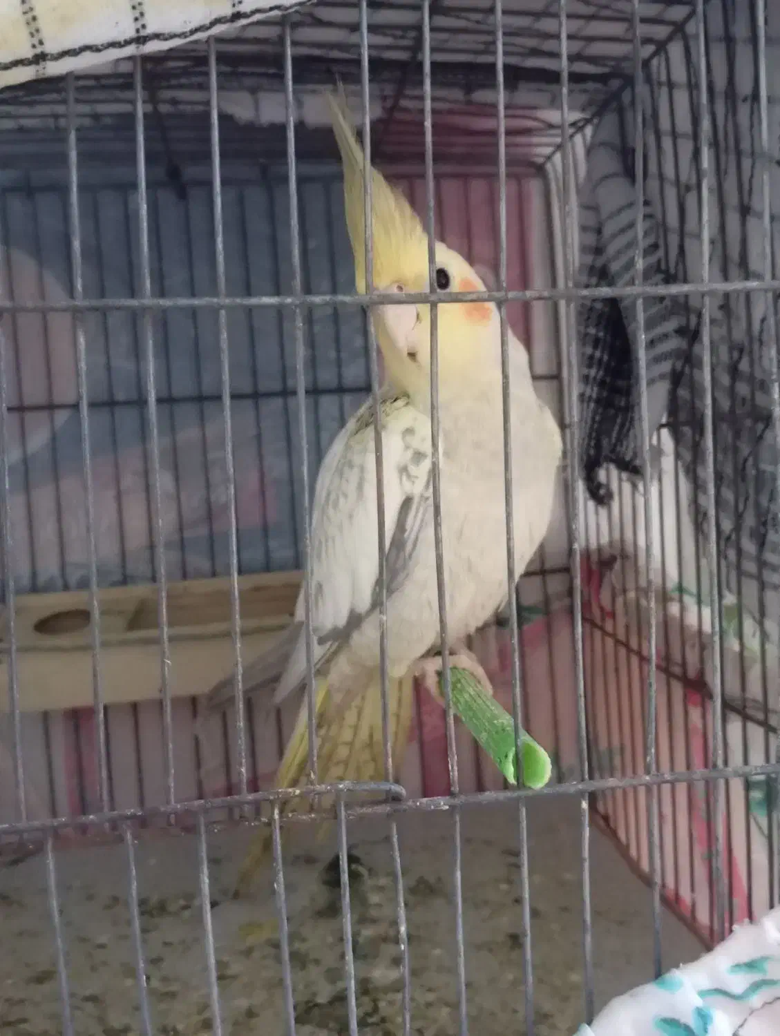 عروس هلندی|پرنده|بانه, |دیوار