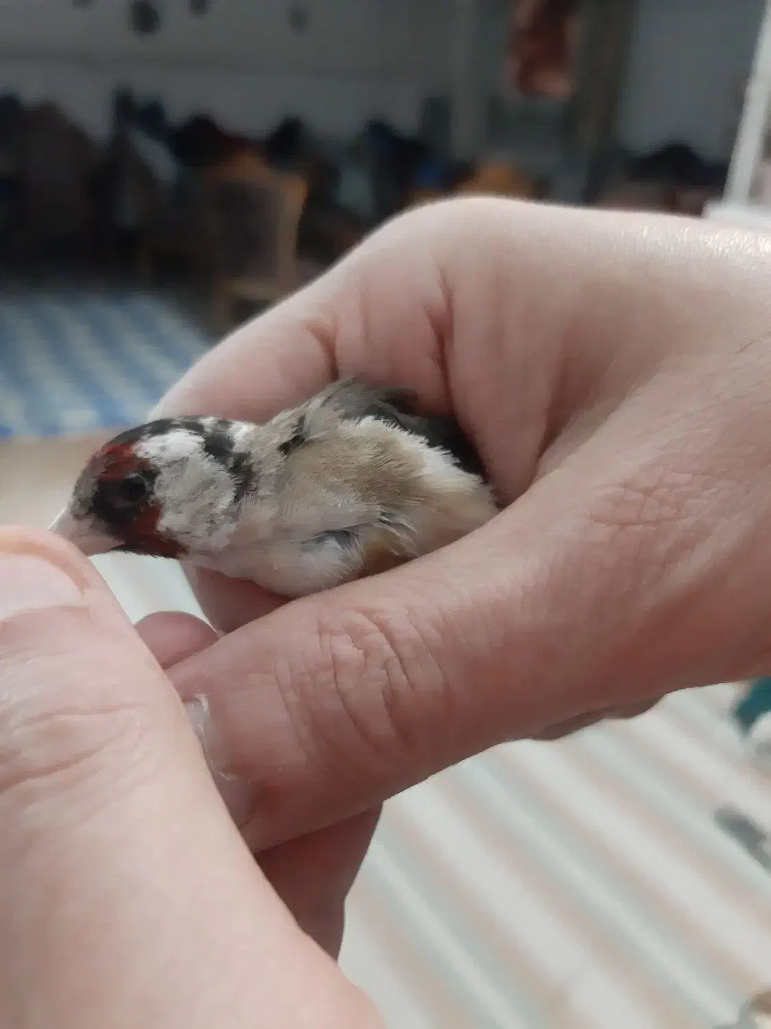 سهره نر داغسر|پرنده|قزوین, |دیوار