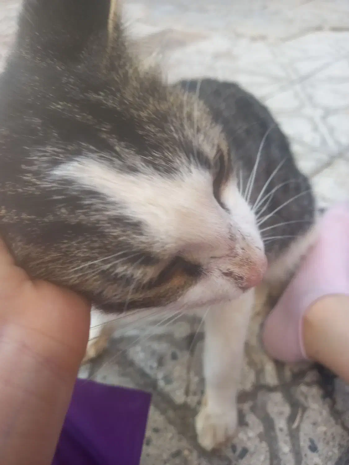 گربه|گربه|اهر, |دیوار