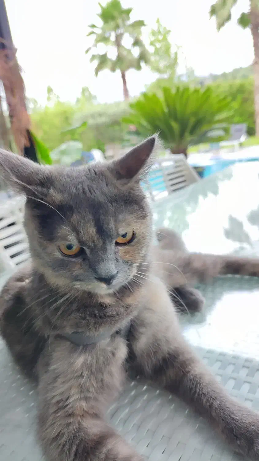 گربه|گربه|پاکدشت, پاکدشت (مامازند)|دیوار