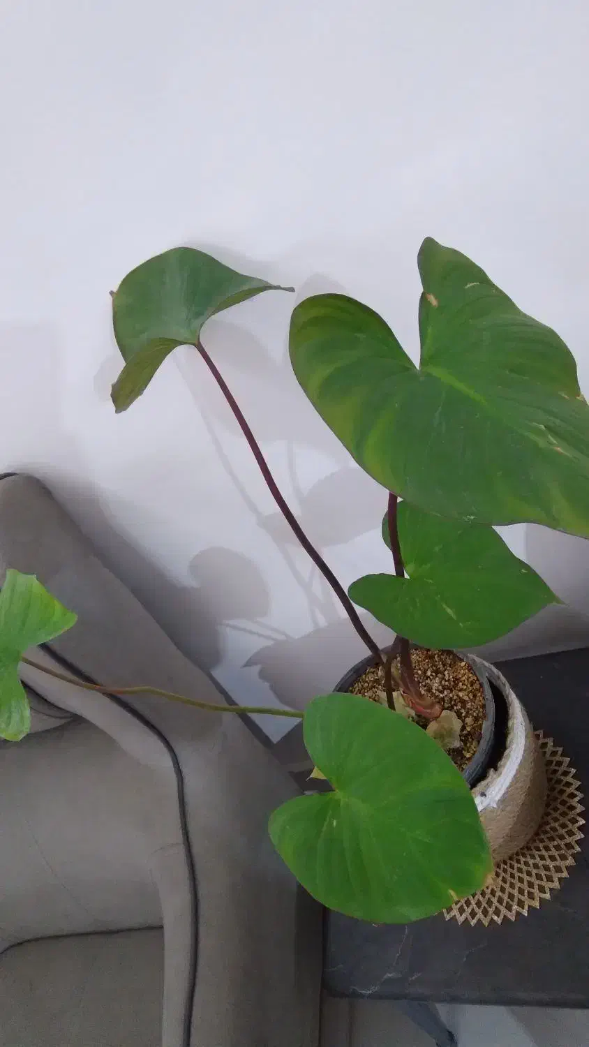 گل بابا آدم|گل و گیاه طبیعی|تربتحیدریه, بی بی حسنیه|دیوار