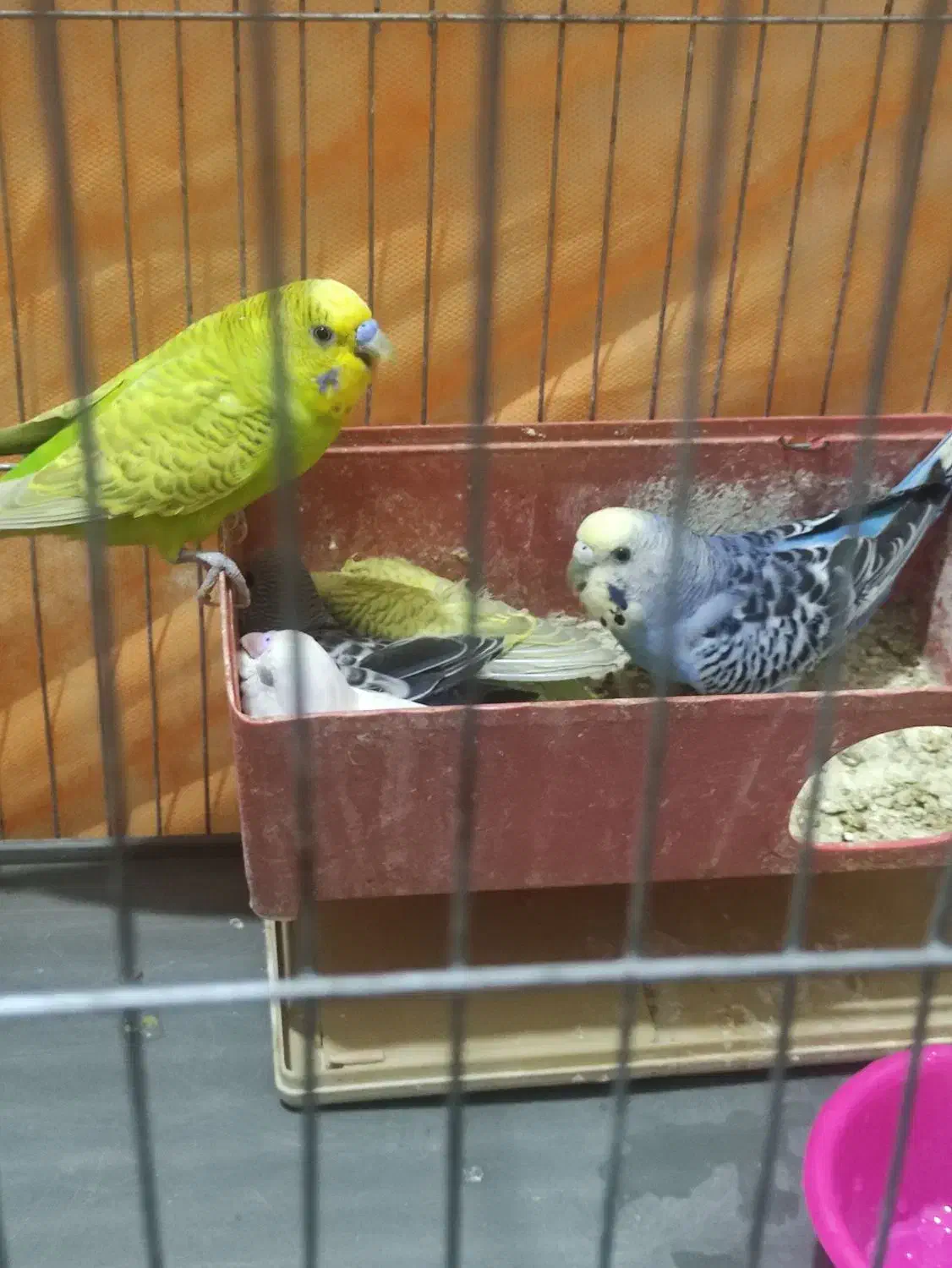 مرغ عشق جفت|پرنده|الوند, |دیوار