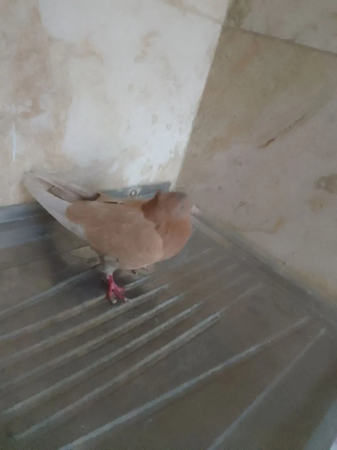 کبوتر|پرنده|محلات, |دیوار