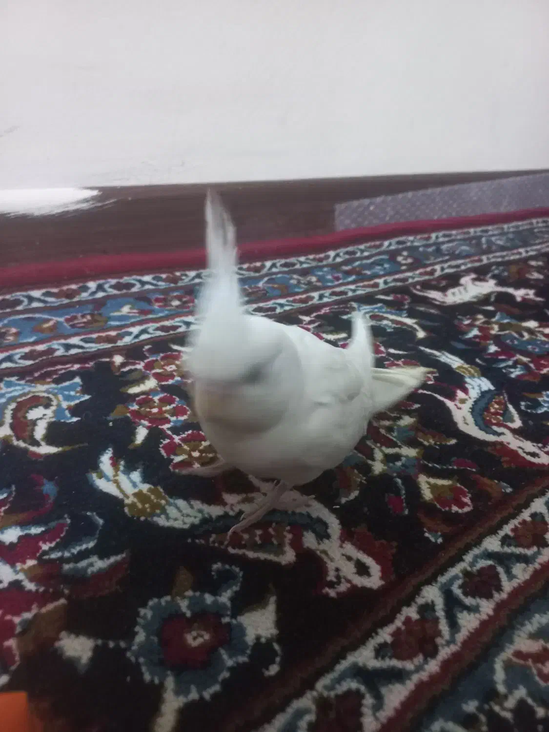 عروس هلندی البینو جوجه ۴ ما قیمت ۱۲۰۰۰۰۰|پرنده|پردیس, فاز ۱۱|دیوار