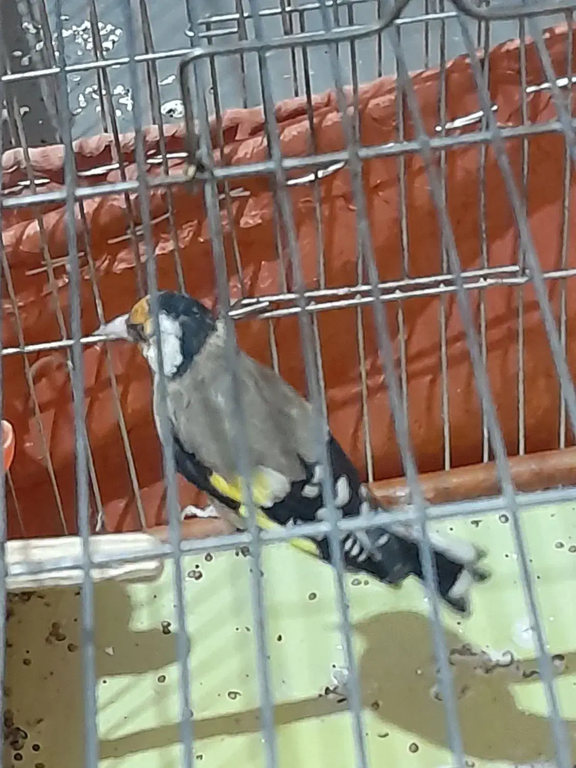 پرنده سهره|پرنده|کوهدشت, |دیوار