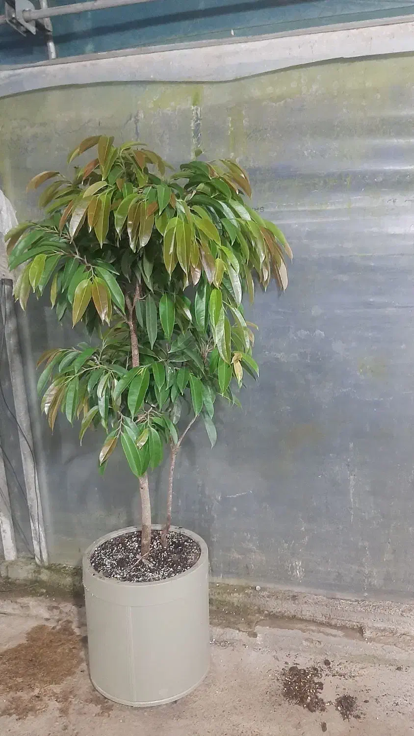 انواع گلهای بلند کنار سالنی(نیکولای آمستل اریکا)|گل و گیاه طبیعی|ساری, |دیوار