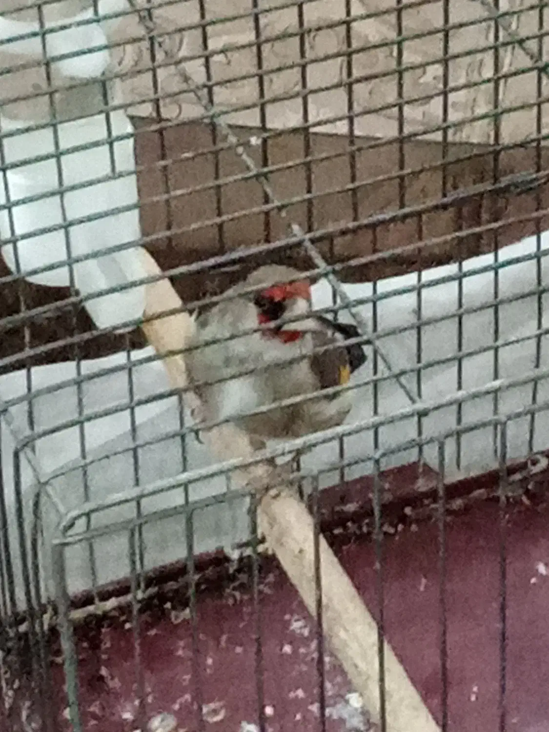 سره نر|پرنده|برخوار, |دیوار