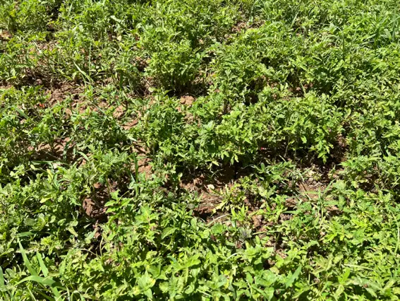 نشا گوجه|گل و گیاه طبیعی|مهدی شهر, |دیوار