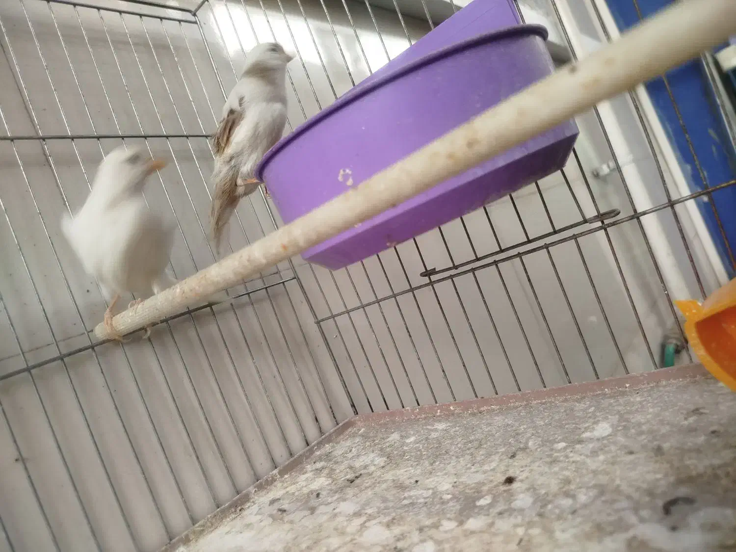 قناری نرو ماده|پرنده|خمینی‌شهر, |دیوار