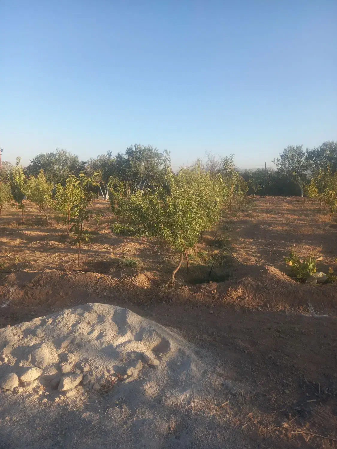 ۱۰۵۰متر باغ بادام گیلاس جوان ۱۰۰متری آسفالت|فروش دفتر صنعتی، کشاورزی، تجاری|سامان, |دیوار