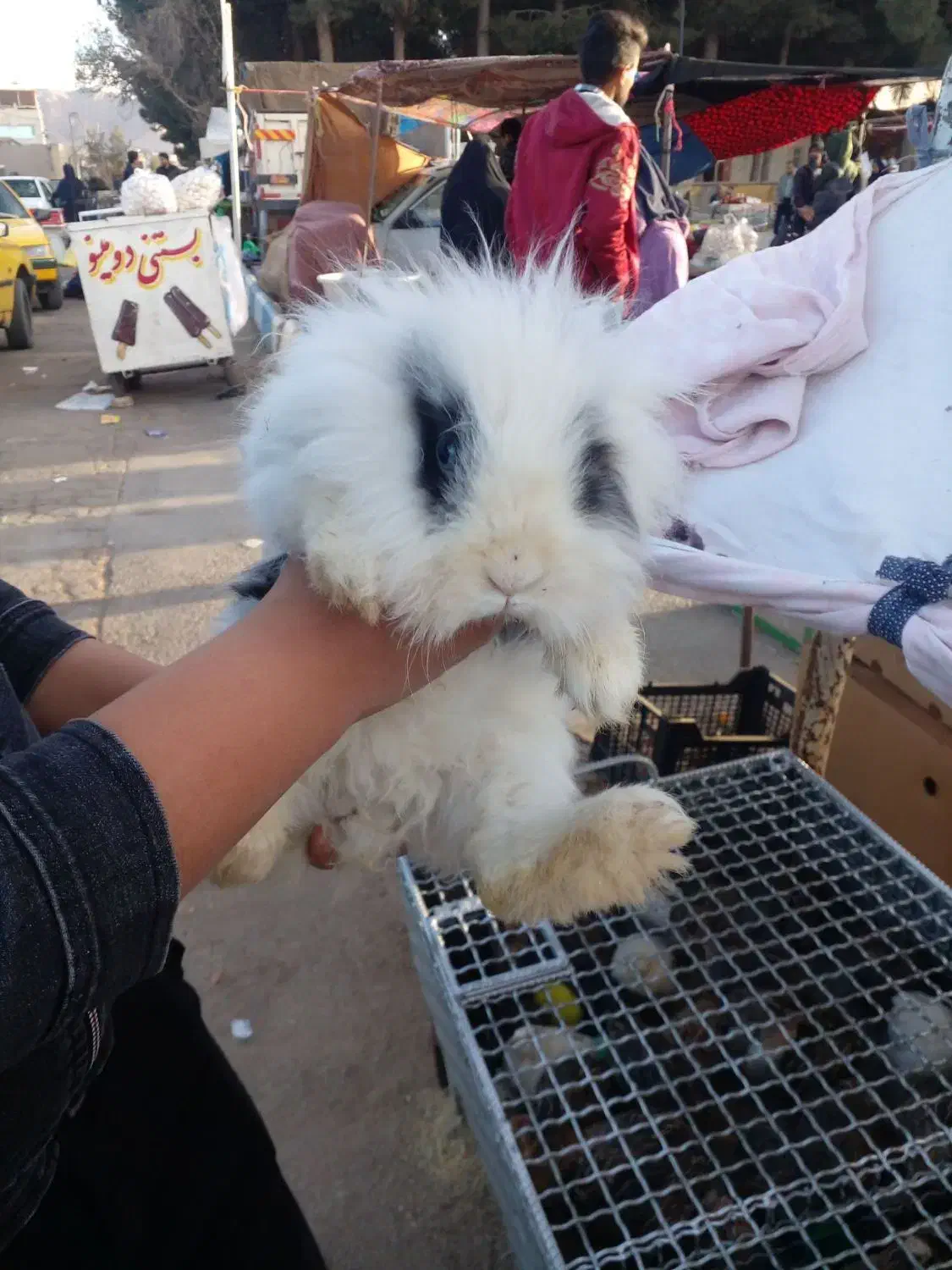 خرگوش لوپ|موش و خرگوش|قائن, |دیوار