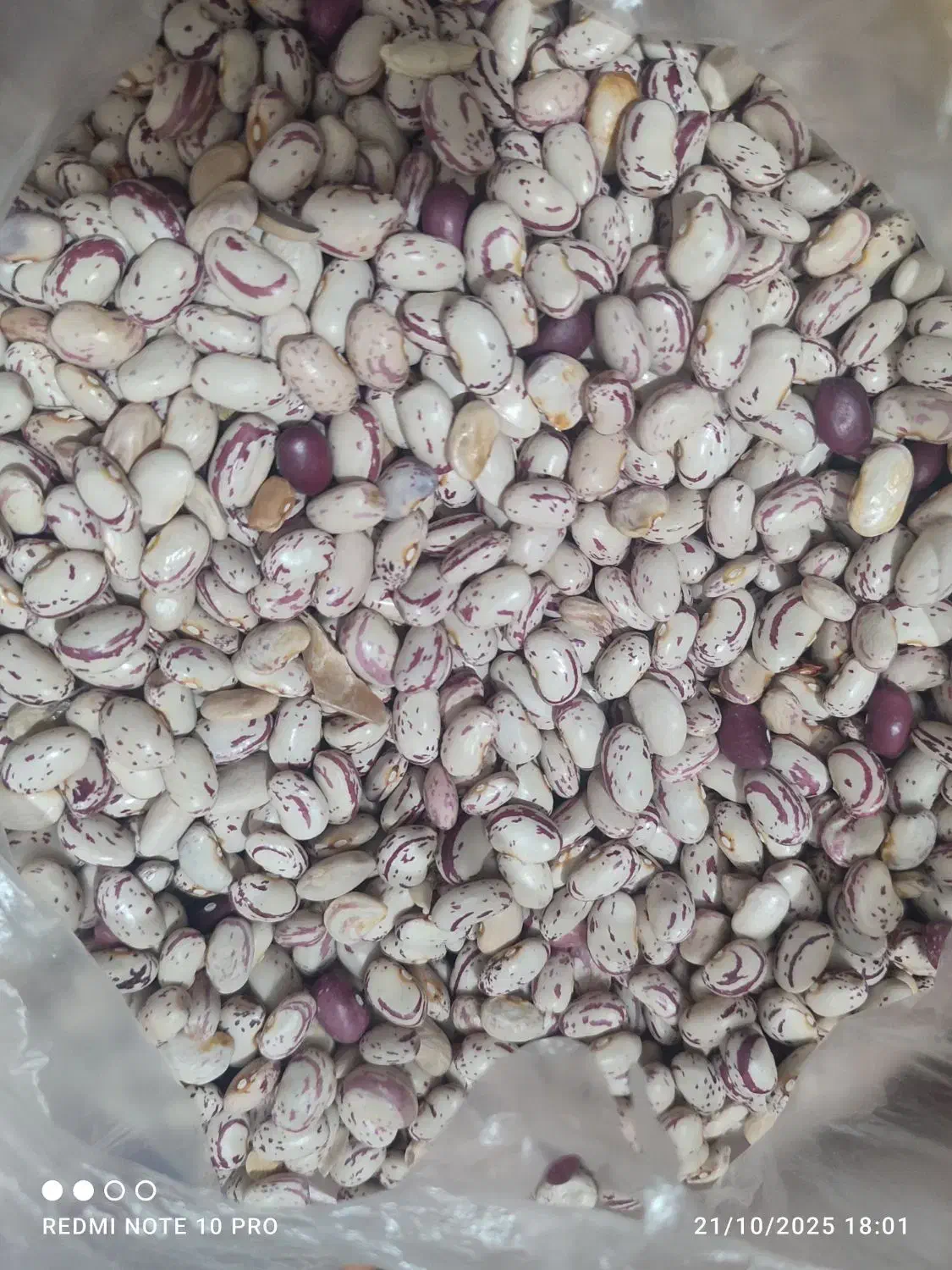 لوبیاچیتی|خوردنی و آشامیدنی|کلاترزان, |دیوار