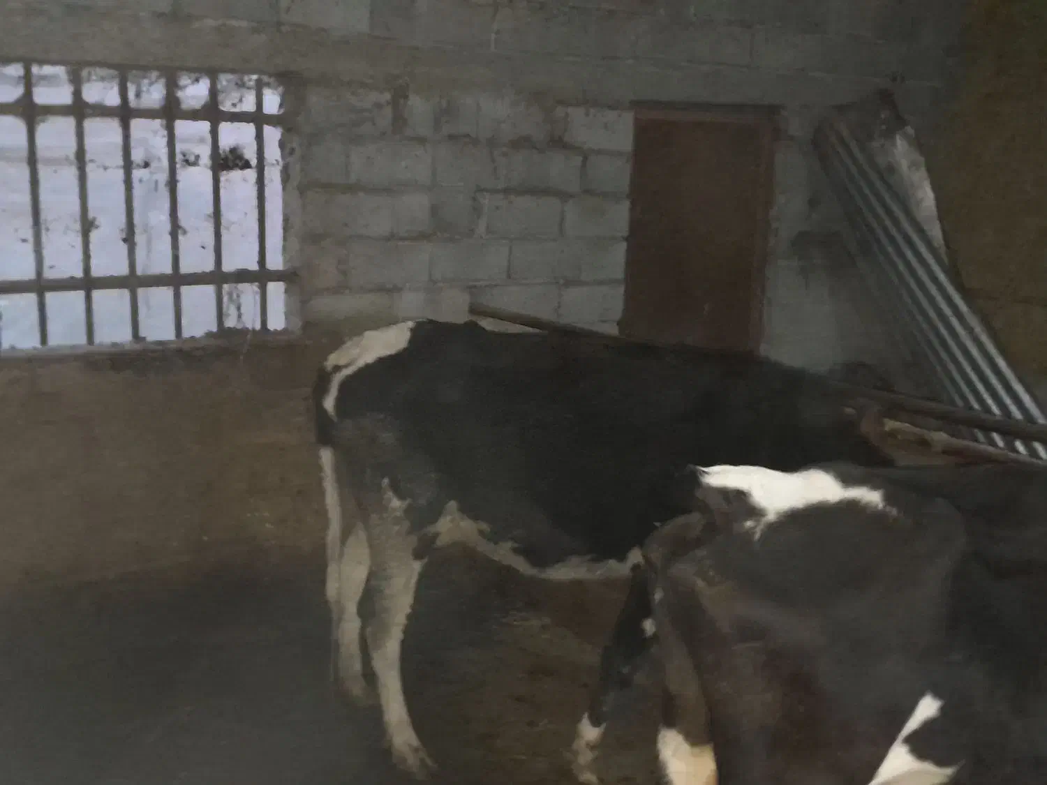 دو راس گاو محلی|حیوانات مزرعه|ایزدشهر, |دیوار